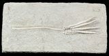 Scytalocrinus Crinoid With Long Stem - Indiana #55159-1